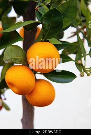 Mini oranges, ornamental tree in garden Stock Photo