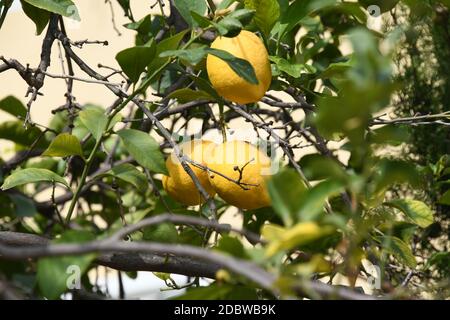 yellow lemons at the lemon tree, Province of Alicante, Costa Blanca, spain Stock Photo
