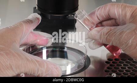 Close-up shot of IVF procedure. Embryologist in protective gloves dropping media from plastic test tube in petri dish, collect eggs with denudation pi Stock Photo