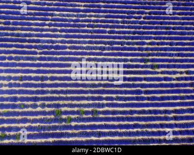 Lavender field landscape drone shot with magenta colors. Aerial top day view of blooming Lavandula flowers with violet bushes at an agricultural terra Stock Photo