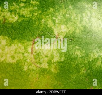 green striped watermelon texture, full frame, close up Stock Photo