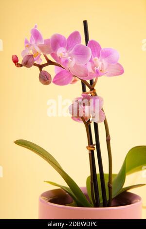 Pink Orchid in flower pot with ligt yellow background Stock Photo