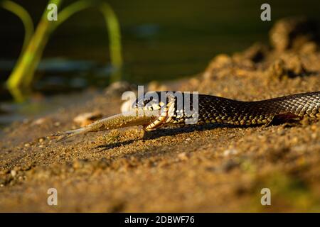 Grass snake, natrix natrix, holding fish on riverside in summer sunset. Threatening serpent swallowing prey in wet nature. Wild reptile crawling on sa