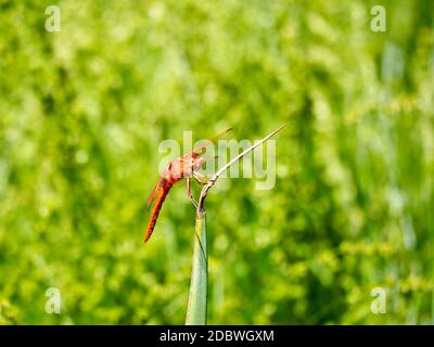 Orange Dragonfly resting on grass Stock Photo