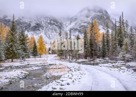 Scenic autumn landscape with a dirt road in the mountains through the forest with green spruces and golden larch trees and the first snow on a frosty Stock Photo