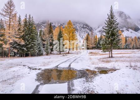 Scenic autumn landscape with a dirt road in the mountains through the forest with green spruces and golden larch trees and the first snow on a frosty Stock Photo