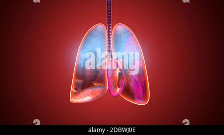 3D illustration of human lungs filled with Oxygen. Stock Photo