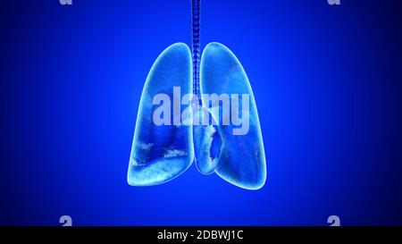 3D illustration of human lungs filled with Oxygen. Stock Photo