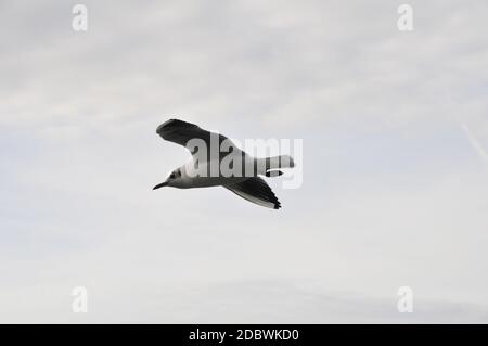 seagull over lake Maschsee in Hannover Stock Photo