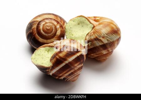 Frozen snails on a white background Stock Photo