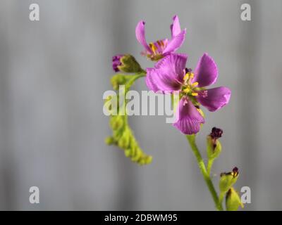 flower plant carnivorous small purple smell color beautiful rarity Stock Photo