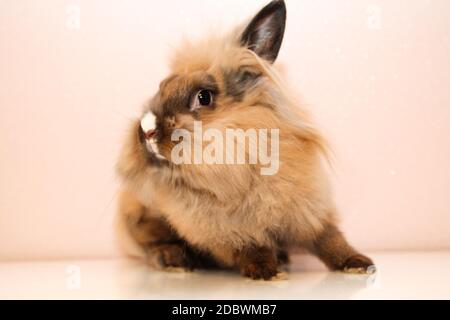 Photo shoot with a young dwarf rabbit Stock Photo
