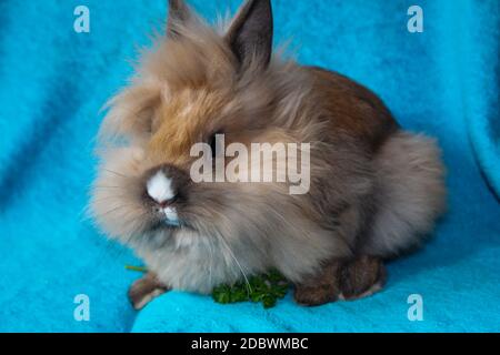 Photo shoot with a young dwarf rabbit Stock Photo