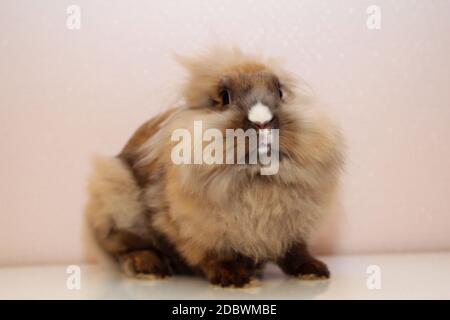 Photo shoot with a young dwarf rabbit Stock Photo