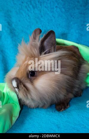 Photo shoot with a young dwarf rabbit Stock Photo