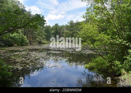 A Large Body of Water Covered in Lilypads and Surrounded by Lush Green Trees Stock Photo
