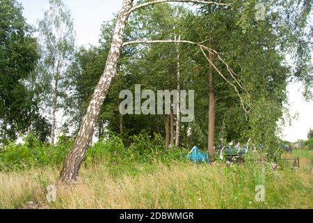 Old cemetery in Belarus. Birch trunk and cross on the grave. Summer Stock Photo
