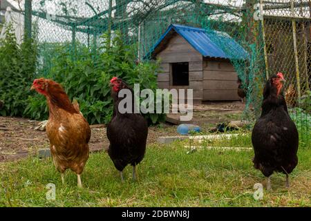Three chickens in an enclosure in a farmyard with a small wooden hen house behind them in a close up low angle view Stock Photo