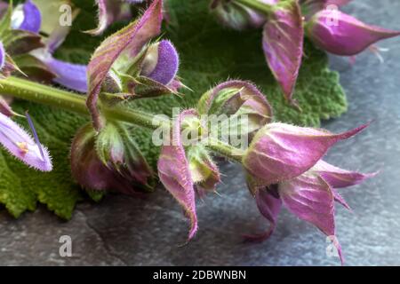 Valuable medicinal plant-sage, which has a disinfectant and antiseptic effect.