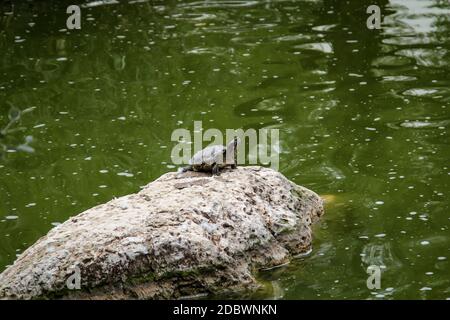 A water turtle sits on a rock in the middle of the water. Stock Photo