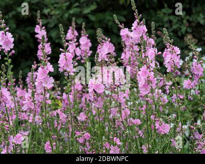 Beautiful pink prairie mallow flowers in a garden, variety Sidalcea Sussex Beauty Stock Photo