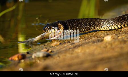 Grass snake, natrix natrix, with prey crawling on sand in summer nature. Wild black creature enters to the water with dead fish. Reptile eating on riv Stock Photo