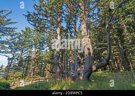 The Octopus Tree on the Coast in Cape Meares State Park in Oregon Stock Photo