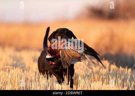 A Black Lab retrieving a rooster pheasant in North Dakota Stock Photo