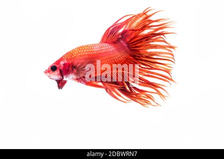 Fighting fish (Betta splendens) Fish with a beautiful array of colorful beauty. Stock Photo