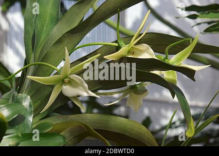 Comet orchid (Angraecum Alabaster). Called Angrek also. Hybrid between Angraecum eburneum and Angraecum Veitchii Stock Photo