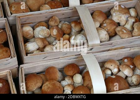 Close up brown porcini edible mushrooms (Boletus edulis, known as penny bun or cep) in wooden crate box at retail display, high angle view Stock Photo