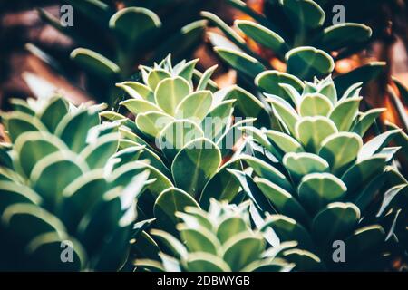 Fat plants in garden in close-up Stock Photo