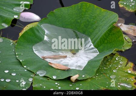 Lotus leaves full of water in the rain. Russian Far East, lotus lake Stock Photo