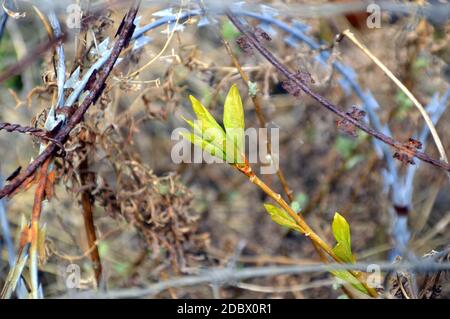 Concept of harmful effects of human activity on the environment: Tree branch with green fresh leaves surrounded by barbed wire fence Stock Photo