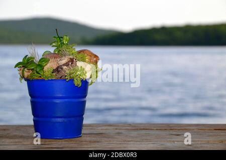 Blue bucket with shells and seaweed standing on a wooden table against the Japanese sea on a summer evening Stock Photo