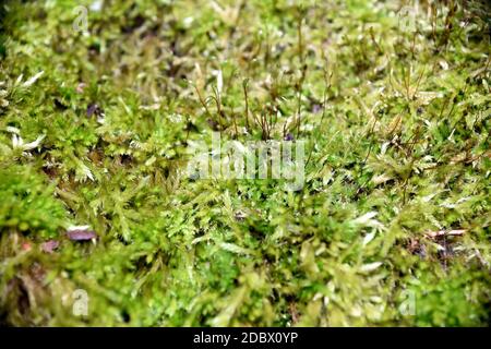 Selective focus of wet moss close-up. Natural background Stock Photo