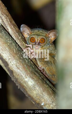 very rare and endemic Spectral Tarsier, Tarsius spectrum,Tangkoko National Park, Sulawesi, the worlds smallest primate, Indonesia wildlife Stock Photo