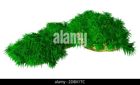 3D rendering of a green hummock moss isolated on white background Stock Photo