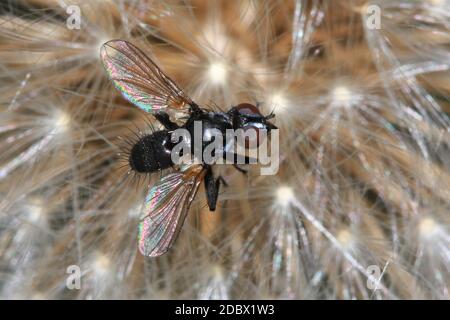 Tachnid fly, Phania funesta Stock Photo