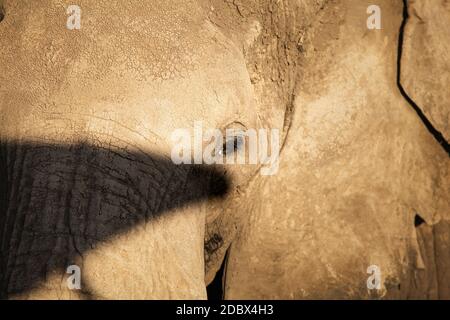 Detail of elephant head and eye dirty with cracked mud. Amboseli National Park, Kenya