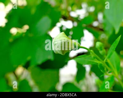 Chinese bellflower, medicine plant Stock Photo