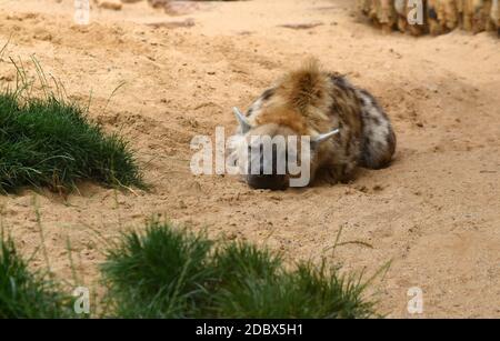 domant spotted hyena in the sand Stock Photo