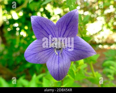 Chinese bellflower, medicine plant Stock Photo