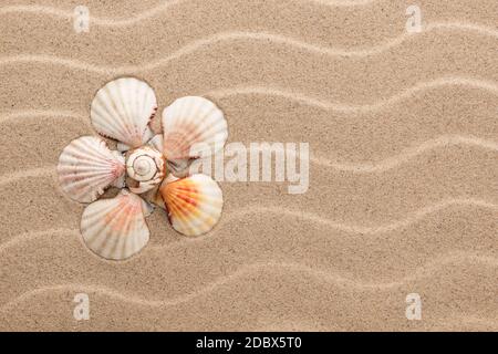 Conceptual daisy made of seashells lying on the dunes . View from above Stock Photo