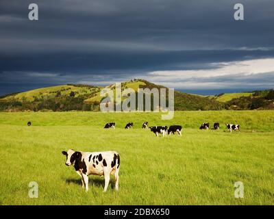 Grazing calves on the green field, New Zealand Stock Photo