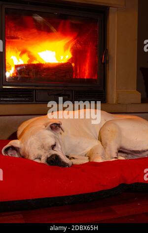White boxer dog sleeping on a red rug near the burning fireplace. Resting dog. Stock Photo