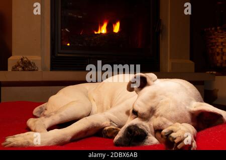 White boxer dog sleeping on a red rug near the burning fireplace. Resting dog. Stock Photo