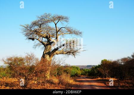 Baobab in Kruger National Park in South Africa Stock Photo