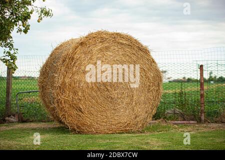 Hay bale detail in summertime at afternoon in a field Stock Photo