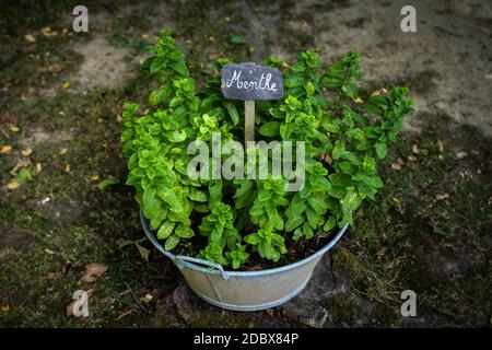 Mint foot planted in old basin with label. High quality photo Stock Photo